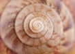 Snail macro