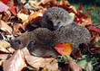 Igel_115669