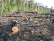 Foto: Abholzung - Brandrodung Regenwald, Amazonien Brasilien Abholzung - Brandrodung Regenwald, Amazonien Brasilien