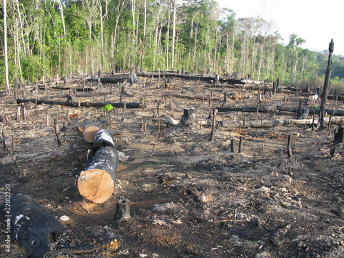 Foto: Abholzung - Brandrodung Regenwald, Amazonien Brasilien Abholzung - Brandrodung Regenwald, Amazonien Brasilien
