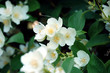 summer white flowers