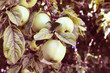 green apples