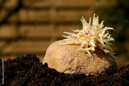 Foto: Kartoffel mit Keimen Kartoffel mit Keimen