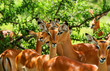 Wild antelope
