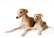 Kleiner und großer Whippet
