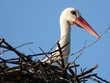 cigogne