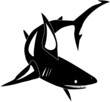 shark
