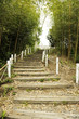 steps in the bamboo forest steps in the bamboo forest