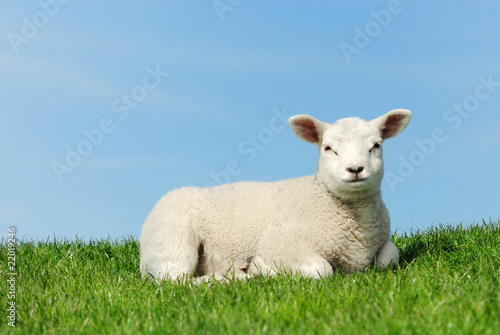 Foto: Cute lamb in spring Cute lamb in spring