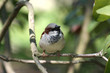 Spatz - Passer domesticus