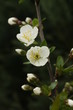 fiore di ciliegio