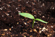 red pepper plant seedling