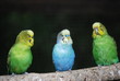 trio de perruches ondulées
