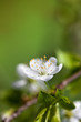 Apple Blossoms