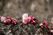 Cherry Blossoms