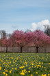 Cherry Blossoms