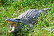 crocodile