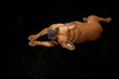 bouledogue roux