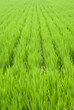 green rice field