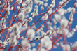 Pussy willow