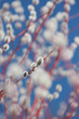Pussy willow