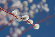 Pussy willow
