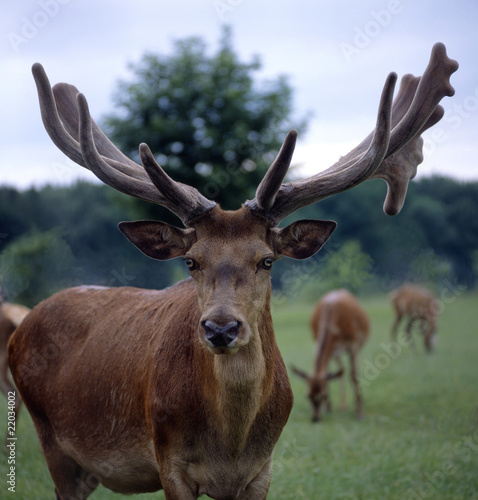 Foto: Rothirsch_115805 Rothirsch_115805