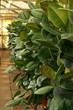 Ficus in hothouse