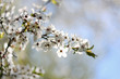 Obstblüte