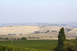 typical tuscan landscape
