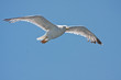 Möwe