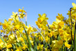 Foto: narcissus narcissus
