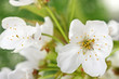 Kirschblüten