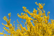 forsythia