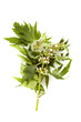 Photo: herbal medicine: motherwort herbal medicine: motherwort