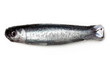 Sardine en chocolat