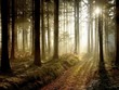 Forest path at sunset
