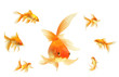 gold fish gold fish