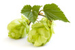 Photo: golden hops on white golden hops on white