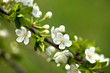 Apple Blossoms