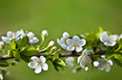 Apple Blossoms
