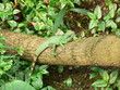 Leguan 2
