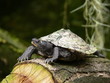 Schildkröte auf Baumstamm