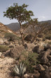 Frankincense tree