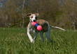 Whippet Welpe Whippet Welpe