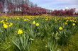 Spring Flowers