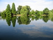 riflesso di piante