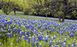 Bluebonnets in the Texas Hill Country