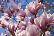 Magnolienbaum