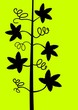 Vine